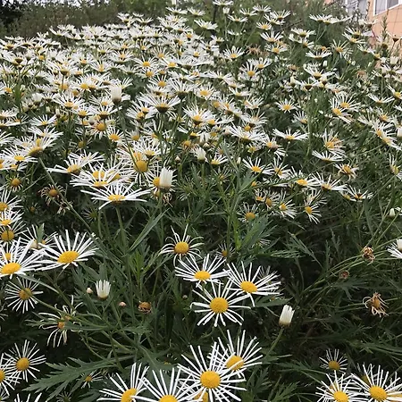 아 카사 다스 마르가리다스 *